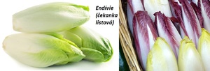 Endívie čekanka lisotvá účinky zdraví použití využití pěstování salát