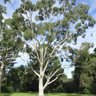 eukalyptus blahovicnik ucinky na zdravi co leci pouziti uzivani vyuziti pestovani zajimavosti 2 1