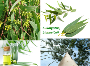 eukalyptus blahovicnik ucinky na zdravi co leci pouziti uzivani vyuziti pestovani zajimavosti