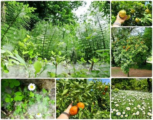 zahrada giardini di ninfa u rima italie fotografie informace 5