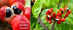 Guarana paulinie nápojná účinky na zdraví co léčí použití využtí