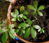Gynostema pětilistá účinky zdraví co léčí použití užívání využití dávkování pěstování kontraindikace