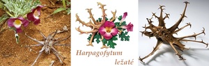 Harpagofyt harpagofytum čertův dráp účinky na zdraví použití využití dávkování