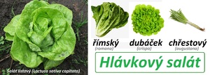 Hlávkový salát účinky na zdraví co léčí použití využití pěstování škůdci pověry