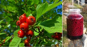 hlozinove vino recept postup navod priprava suroviny davkovani