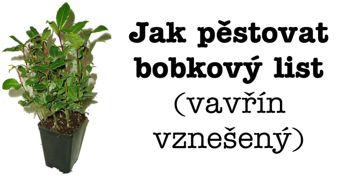 Vavrin Pestovani () Vavrin Pestovani