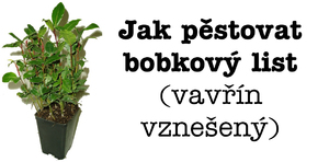 Jak pěstovat bobkový list ze semen nebo řízkováním