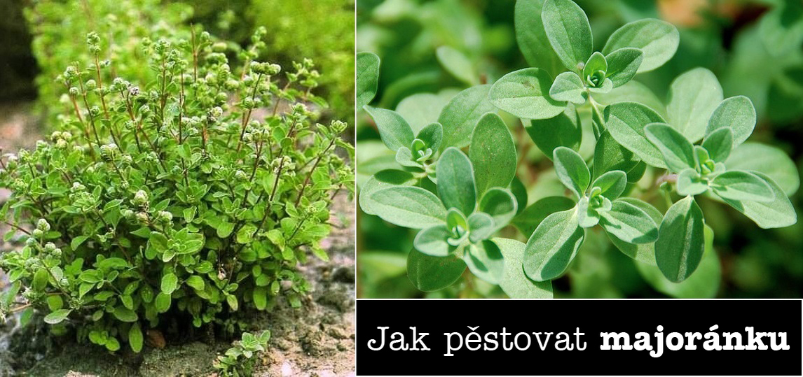 Prezimovani Majoranka
