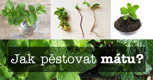 jak pestovat matu ze seminka a odkopku postup substrat zalivka svetlo hnojeni prezimovani