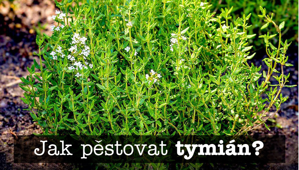 Tymian Pestovani V Kvetinaci