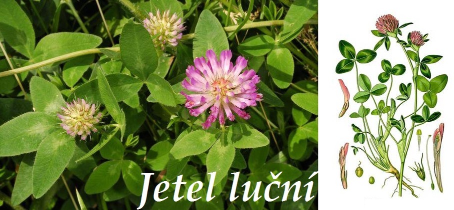 Jetel Lucni Ucinky
