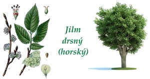 Jilm drsný horský účinky co léčí použití užívání využití