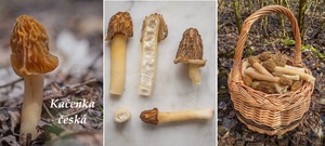 kacenka ceska ucinky na zdravi pouziti vyuziti zajimavosti popis legendy