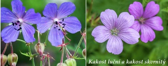 Kakost luční kakost skvrnitý účinky na zdraví použití využití