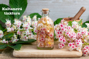 Kaštanová tinktura z květu jírovce maďalu recept postup návod příprava suroviny ingredience