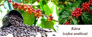 kava ucinky na zdravi z pohledu bylinarstvi nove studie kolem kavy
