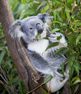 koala eukalyptus blahovicnik ucinky na zdravi co leci pouziti uzivani vyuziti pestovani zajimavosti 3 1