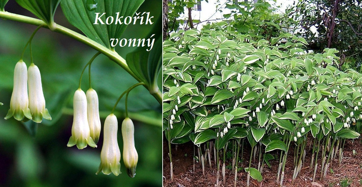 Kokorik