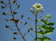 kokoska-pastusi-tobolka-ucinky-na-zdravi-co-leci-pouziti-uzivani