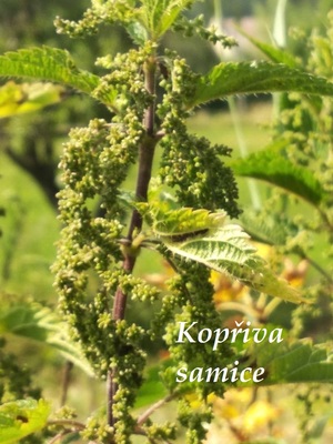 kopriva samice