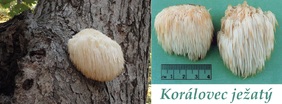 koralovec jezaty ucinky na zdravi co leci pouziti uzivani vyuziti