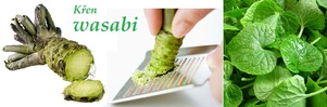 Křen wasabi účinky zdraví co léčí použití využití pěstování
