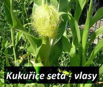 kukurice-jako-bylinka-kukuricne-vlasy-ucinky-na-zdravi-co-leci-pouziti-uzivani