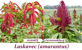 Laskavec amarantus účinky na zdraví použití užívání využití pěstování