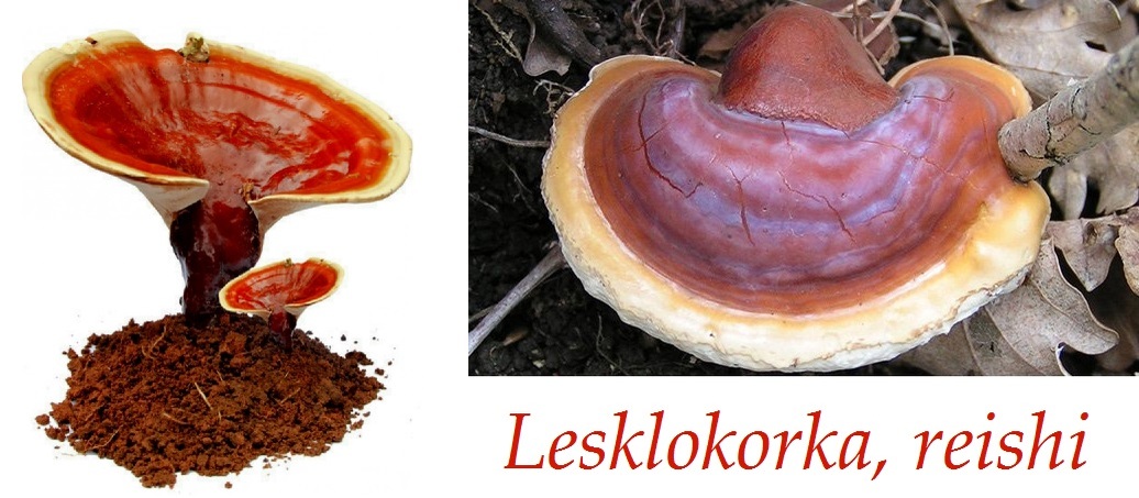 Lesklokorka Leskla Reishi Ucinky Na Zdravi Co Leci Pouziti Uzivani Vyuziti Davkovani Pestovani Bylinky