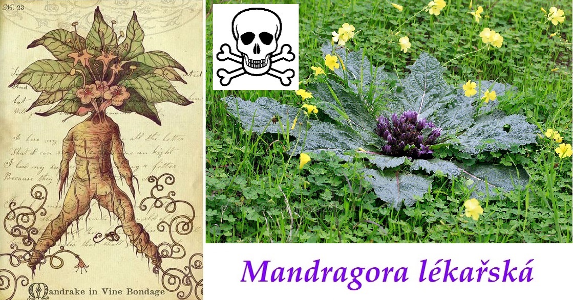 Mandragora Ucinky Na Zdravi Pouziti Vyuziti Uzivani