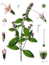 mata-peprna-ucinky-na-zdravi-co-leci-pouziti-uzivani-2