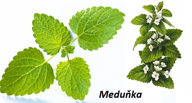 Meduňka - účinky na zdraví, co léčí, použití, užívání, využití, pěstování -  Bylinky pro všechny