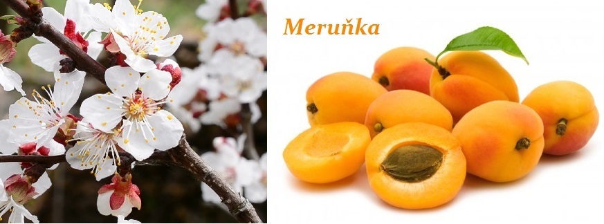 Nemoci Merunek (choroby meruněk, chemickou ochranu, Prevence zahrnuje, sadbového materiálu) Nemoci Merunek