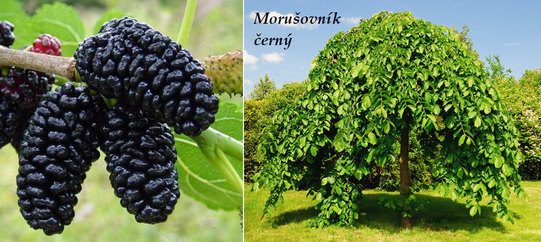 Velkoploda Moruse Cerna () Velkoploda Moruse Cerna