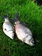 mrtva ryba jako biohnojivo