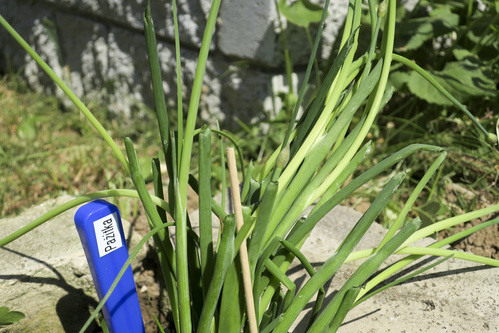 jak vyrobit nesmazatelne stitky k bylinam bylinkam 17