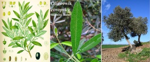 olivovnik list ucinky na zdravi co leci pouziti uzivani vyuziti pestovani