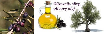 Olivy olivový olej účinky zdraví použití využití pěstování zazimování užívání dávkování