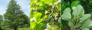 olse lepkava ucinky na zdravi co leci pouziti uzivani vyuziti pestovani