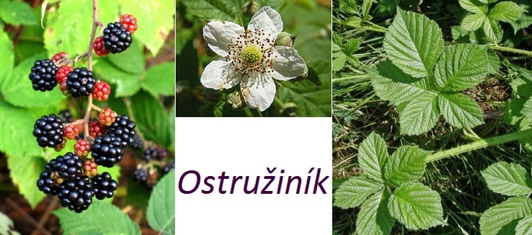 Ostruziny Rez (jednoletých výhonů, výhony které, následujícím roce, dvouleté výhony, Tyto výhony) Ostruziny Rez