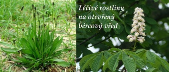 Otevřený bércový vřed - byliny, bylinky, léčivé rostliny