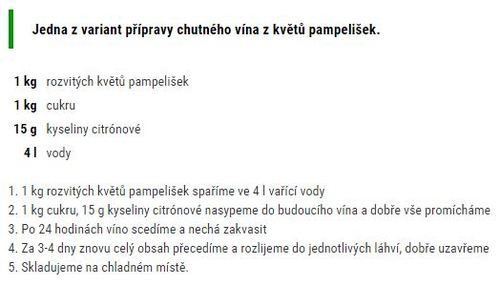 pampeliskove vino recept postup navod na vyrobu ucinky vyuziti 2