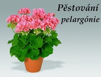 pelargonie muskat pestovani doma kucharske recepty s pelargonii