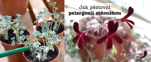 Pelargonie sidonská pelargonium sidoides pěstování rozmnožování řízky řízkování zálivka zalévání stanoviště