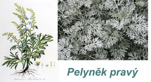 pelynek-ucinky-na-zdravi-co-leci-pouziti-uzivani-vyuziti