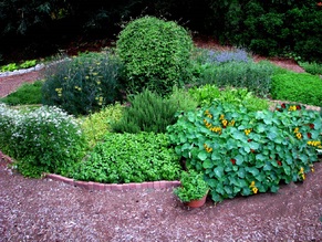 pestovani bylin bylinek doma a na zahrade co jim prospiva a co jim skodi 2