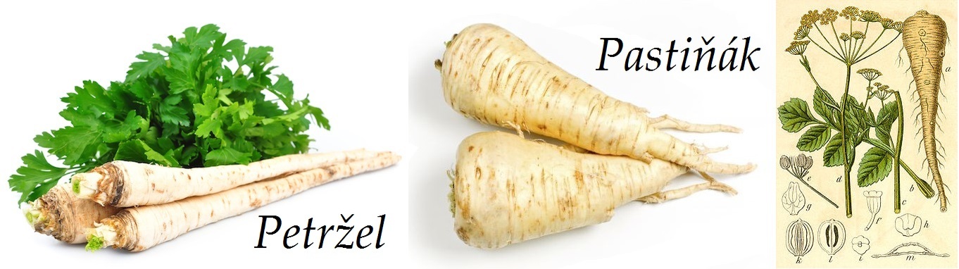 Pestovani Petrzele