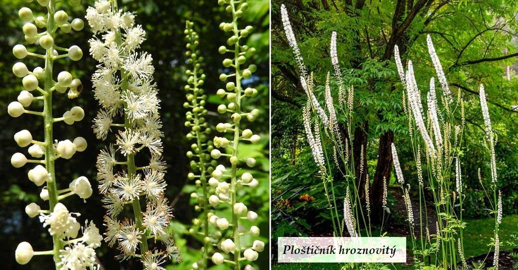 Plosticnik (Bambusové korkové, Bambusové korkové plosticníky, Každý materiál, korkové plosticníky) Plosticnik