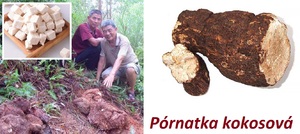 Pórnatka kokosová účinky co léčí použití využítí dávkování pěstování