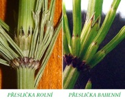 preslicka rolni a jedovata preslicka bahenni rozdil fotografie preslicky rolni a bahenni.jpg